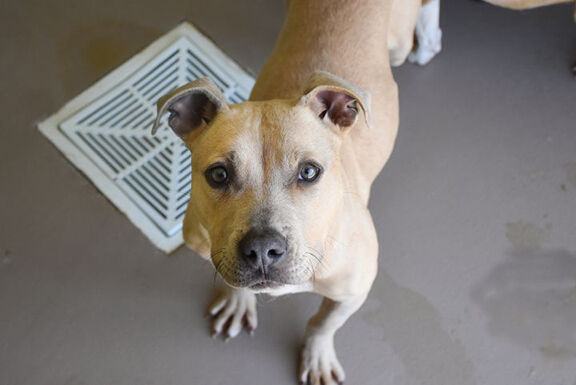 Pet of the Week: Blondie